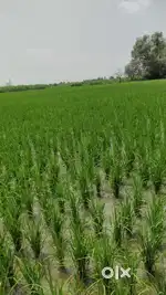 30 bigha 30 fit ke raste pr