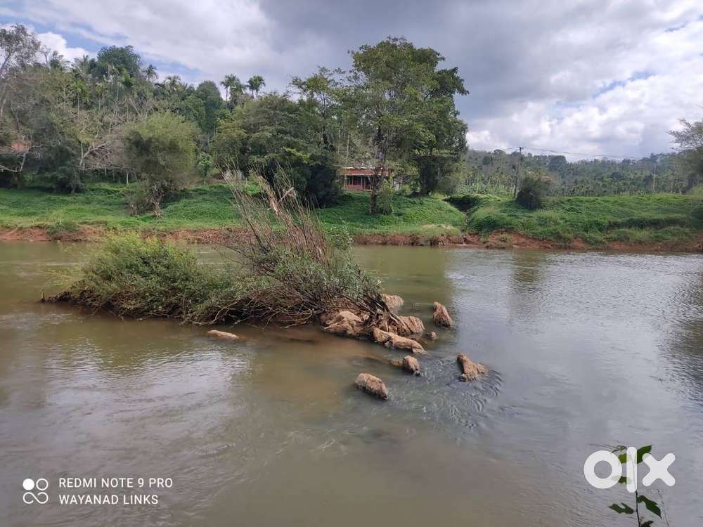 1.15 Acre Plot with House for Sale in Koilery Wayanad