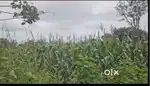 30 Gunta Farm Land for Sale – Hassan (Shettihalli)