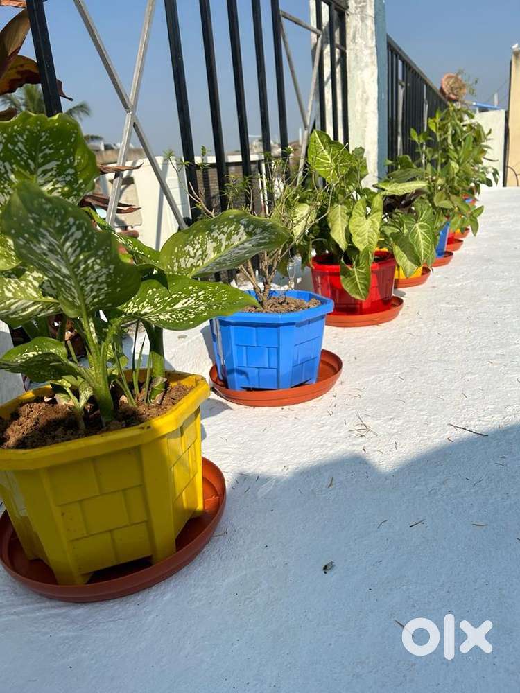 Girls pg available in ratu road with all morden facilities.Homely feel