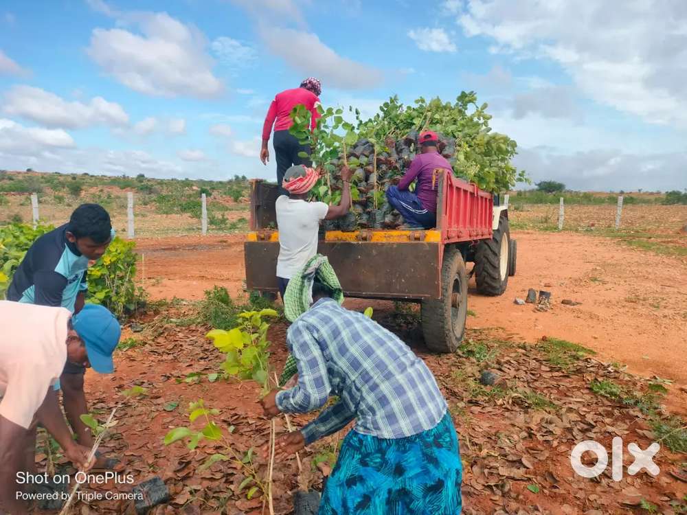 కేవలం గజం 799/- (ఎర్రచందనం కనిగిరి, బద్వేల్)
