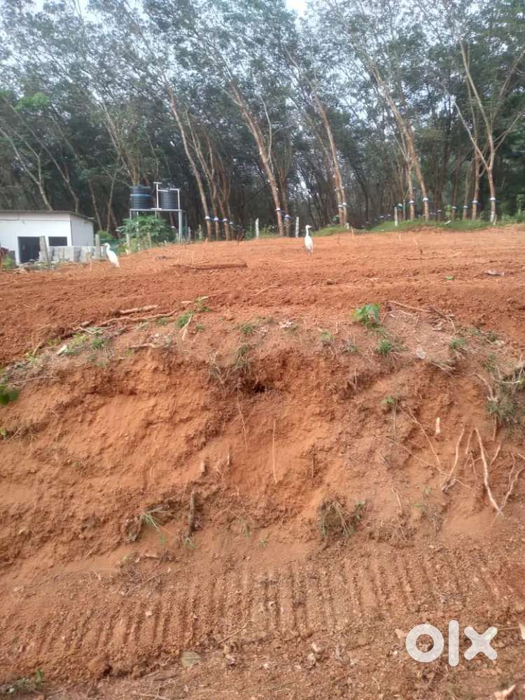 Alamcode kilimanoor road 12 cent kadavula jn 1km plot