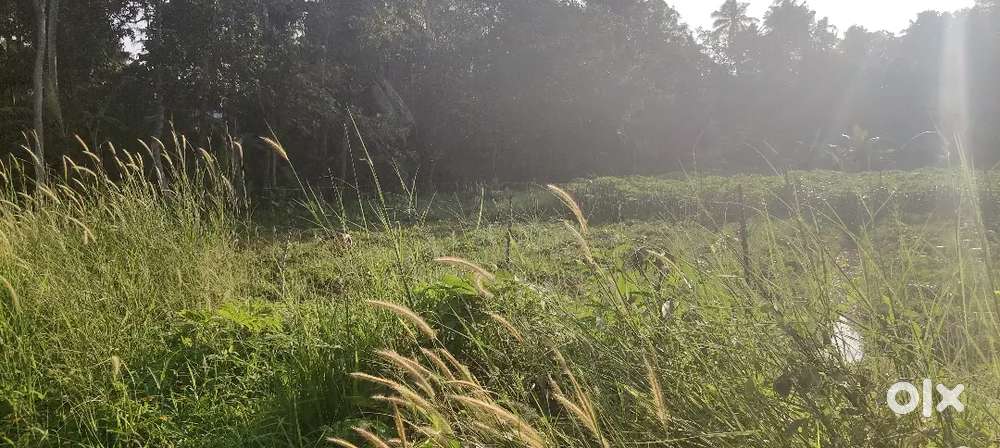 70 സെന്റ് പണ കൃഷിഭൂമി പുന്നകാട് ബാലരാമപുരം