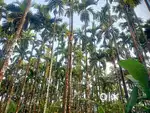 Agriculture land