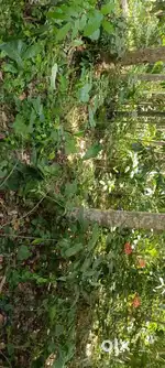 18 cent plot for sale