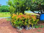 Farm Land for sale Sq.yd 7,000/- at chebrolu NH-16