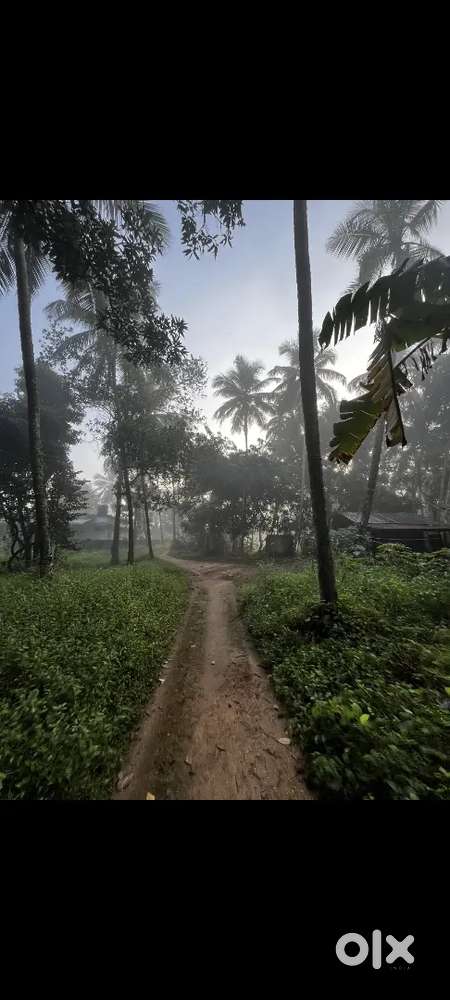 11+ 8 ആയോ 19 സെൻ്റ് ആയോ നല്ല സ്ഥലം തൃത്താല ഹൈസ്ക്കൂളിന് അടുത്ത്