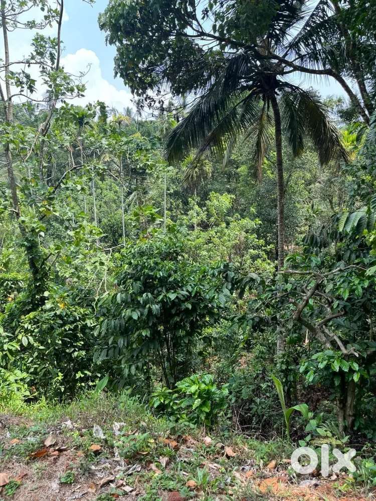 50 cent land for sale vythiri