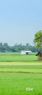 (RAMRAJ MUJAFFARNAGAR) 114 BIGHA LAND ONLY IN 6 LAKH PER BIGHA
