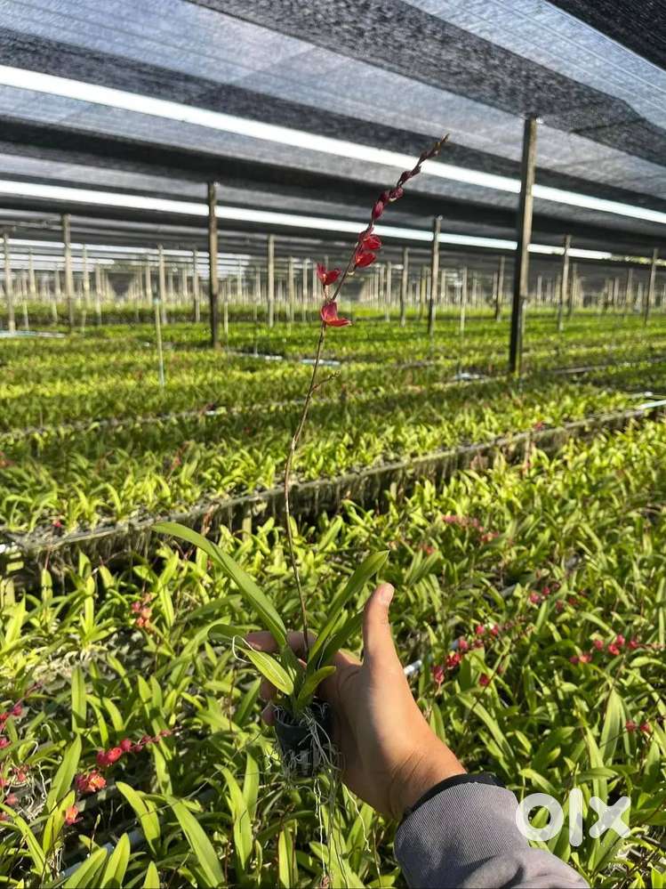 Looking for office assistant (plant nursery) female only