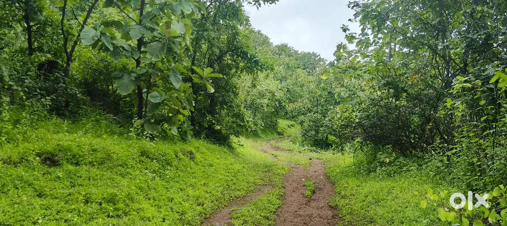 300 Acre Agriculture open land for sale