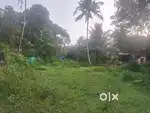 Thrikallathur mc road 600 mtr houseplot opn well available tar road