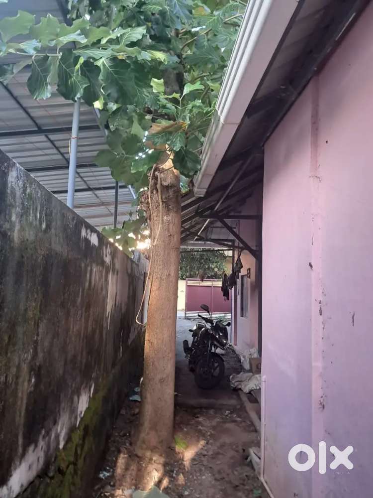 Teak Tree 30 ft tall