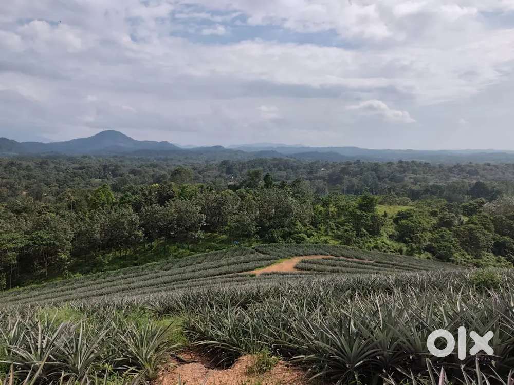 Muvattupuzha thodupuzha Vazhakulam 10 acre