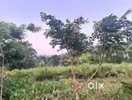 Read to build land Urgent sell property near mohanbari bypass