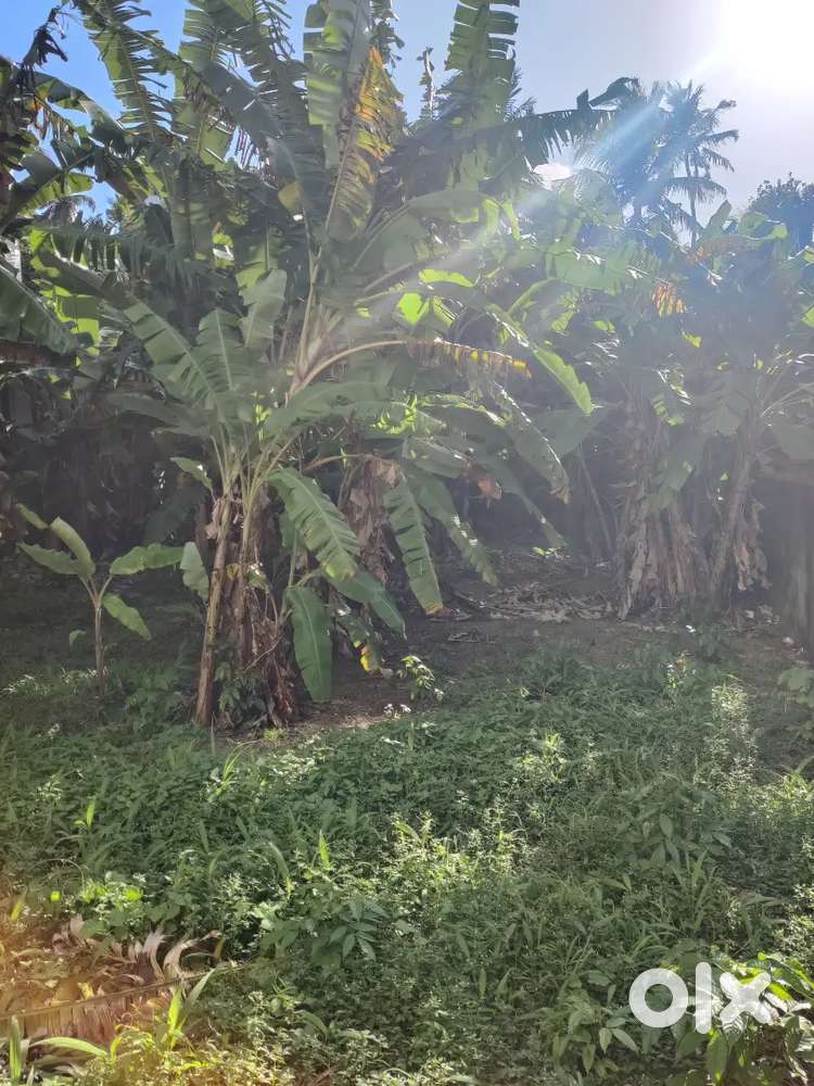 6. 25  Cent Land For Sale at Nanthancodu