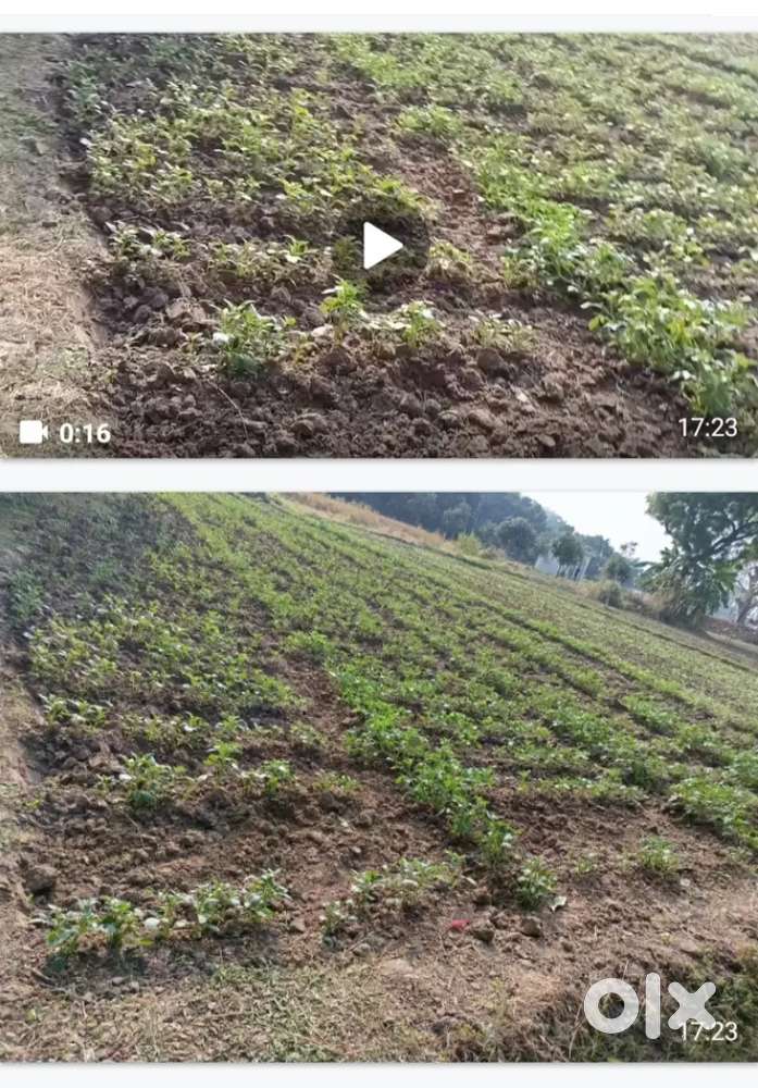 Selling my self plot 22 lakh / kattha at shivala on 10 ft govt. aahar