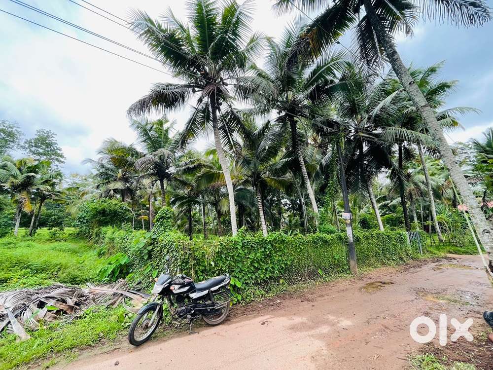 18 cents plot for sale near puthiyakavu chakkuvali road near AVHS