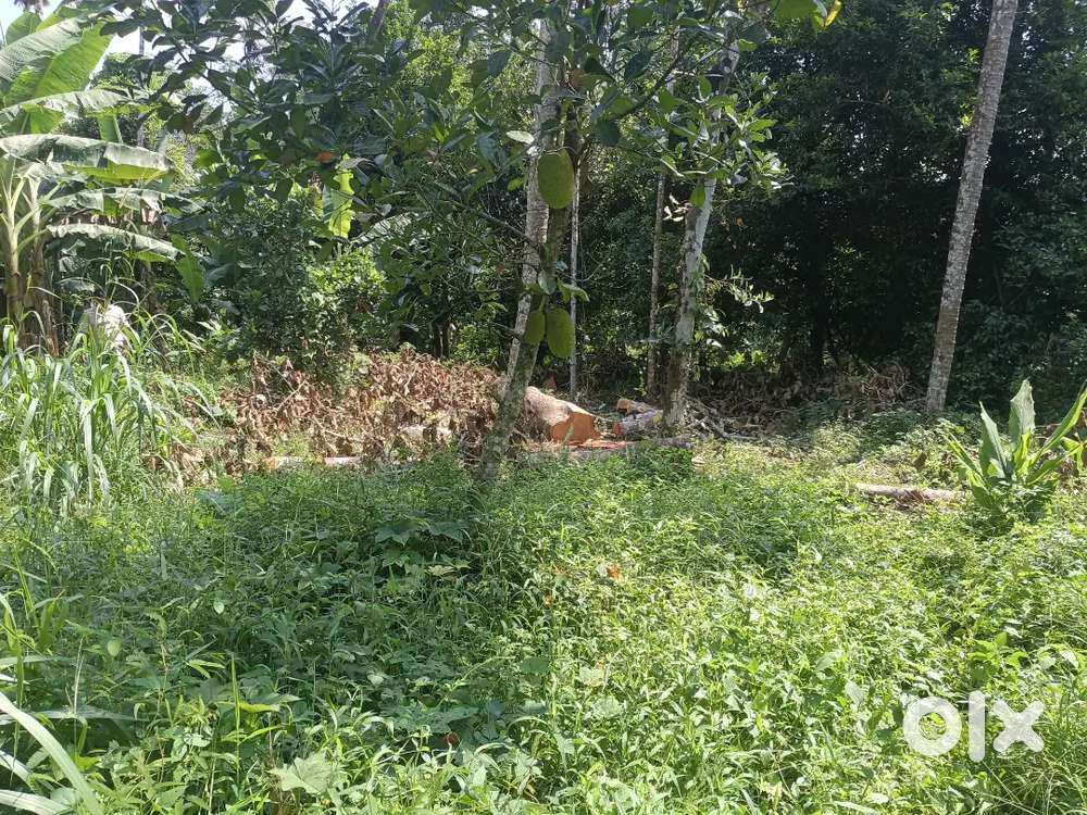 Valakom jun 1km only 12 cent houseplot purayidam opn well water availb
