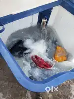 Kalvinator washing machine 7.8 kg