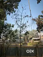 3.5 ganda land sale in Shivmandir para, Khayerpur.