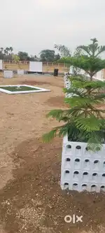 Low budget Fruit trees farm Land