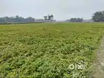 Agricultural land