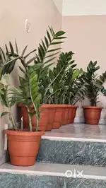 ZZ Plants 3yrs old