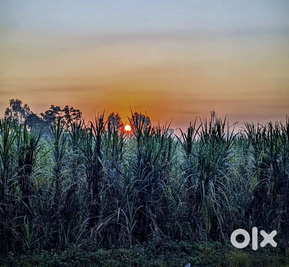 342 gajj Big size plot available near sector 17 huda, Arjun nagar ,