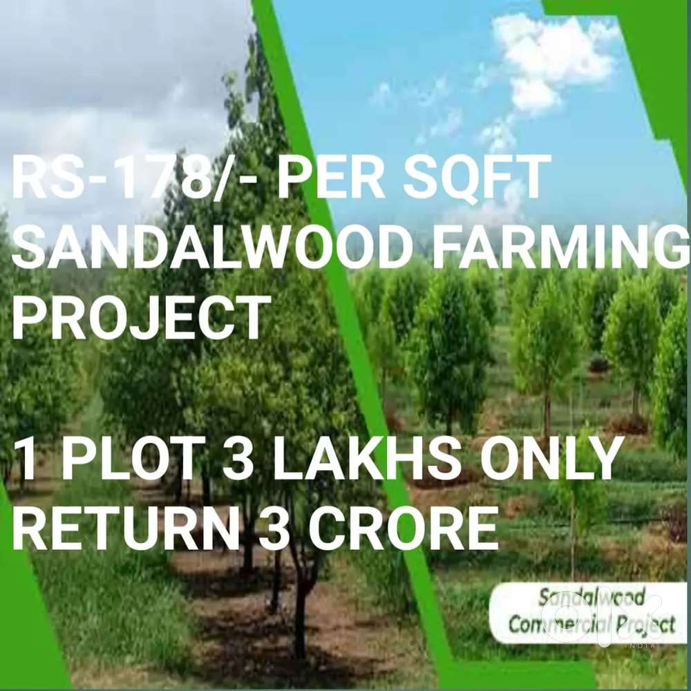 1 Crore return on sandal wood farming project