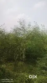 12000 gaj hai  ADA ki 50m duri par hi hai