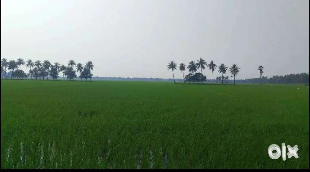 Agriculture Land for Sale – Vilasa Village (Near Amalapuram)