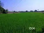 Agriculture land for sale