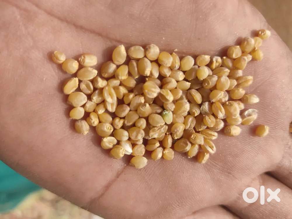 Sonamoti wheat.