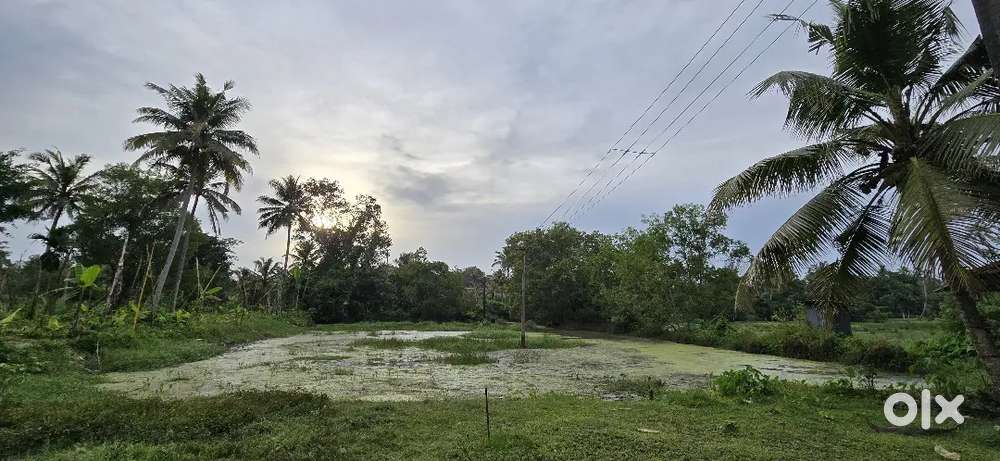 Farm land( പാടം വില്പനയ്ക്ക്)