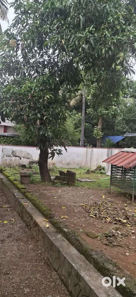 Land in manjummel for sale