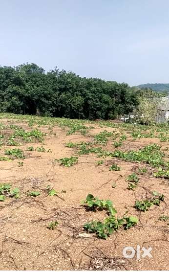 186 CENTS PLOT LAND IN THENGANA
