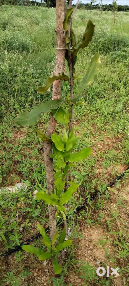 Marketing Executive (Any Retired, Freshers, Dwakra, Employees)