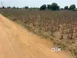 Near Gajwel,20 Gunta Agriculture land for sale,Clear Road Access