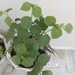 Snake plant & bougainvillea