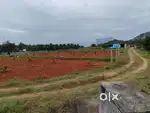 Agri land for sale with 170 coconut plant