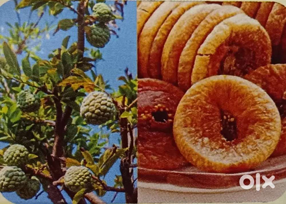 Invest 3,00,000 and get double