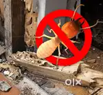 கரையான் ஒழிப்பு*Termite control* *Disinfection service & PEST CONTROL*