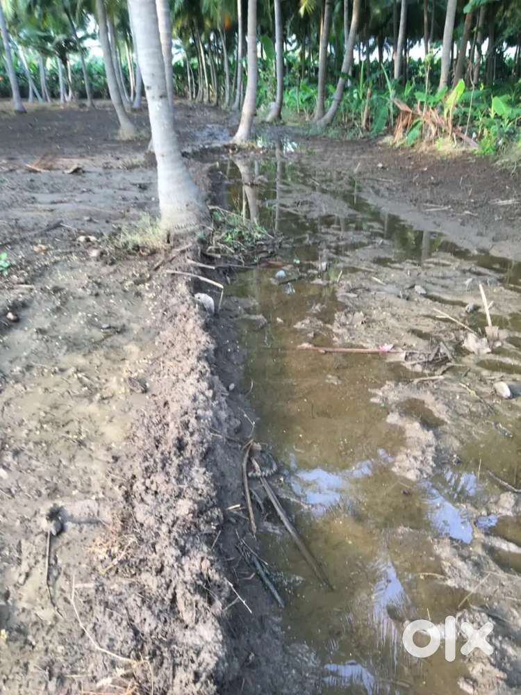 Form land with coconut tree and water facility in vaigai river belt