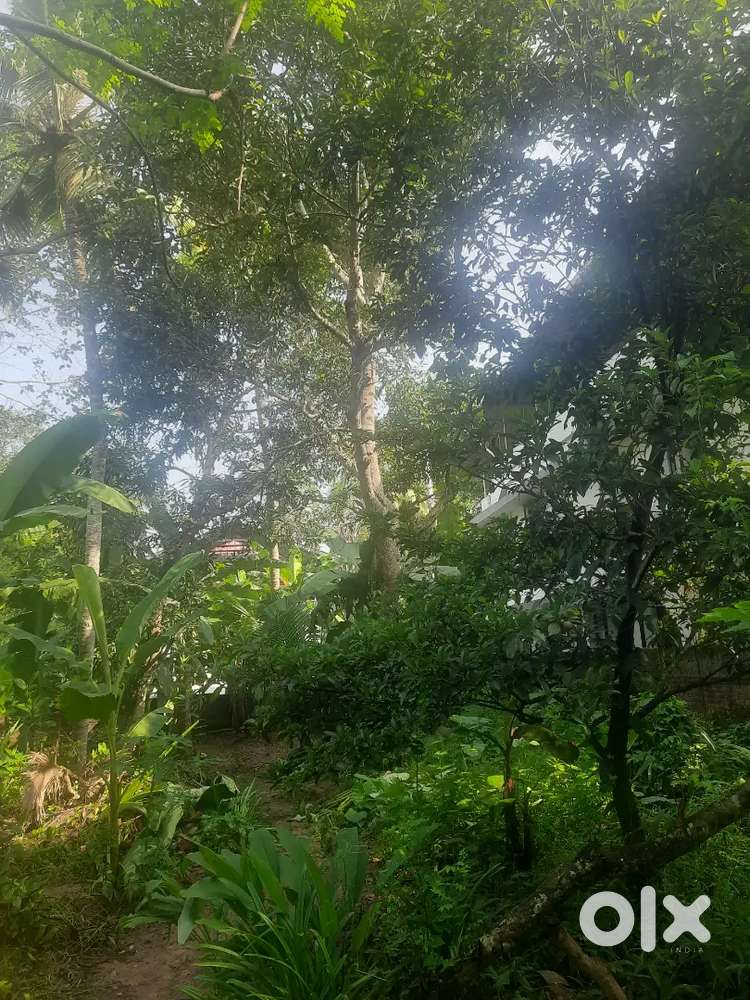 പാഴ് മരങ്ങൾ വില്പനക്ക്