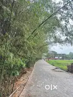 2 (Two) Bighas Myadi patta land for sale.Location Dhopatari Lahkarsupa