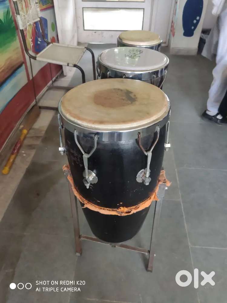 Congo for sale in patiala