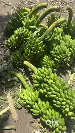 Wanted packing and loading staffs for wholesale vegetabe shop