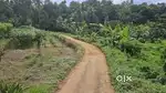25 cent &  20 cent wet land for sale in chadayamangalam