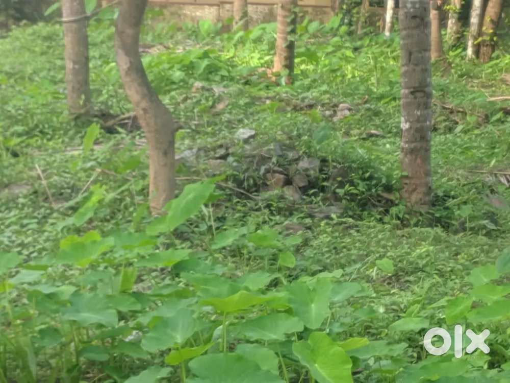 8 cent plot parambu for sale near malaparamba
